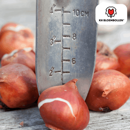 Tulpenzwiebeln Tres Chic Mix – 20 Blumenzwiebeln – Rot, Weiß & Gelb – Eleganter Farbmix für Garten & Topf – Winterhart & pflegeleicht (Plant) kaufen bei Linkreich – Jetzt entdecken!