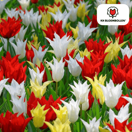 Tulpenzwiebeln Tres Chic Mix – 20 Blumenzwiebeln – Rot, Weiß & Gelb – Eleganter Farbmix für Garten & Topf – Winterhart & pflegeleicht (Plant) kaufen bei Linkreich – Jetzt entdecken!