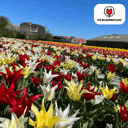 Tulpenzwiebeln Tres Chic Mix – 20 Blumenzwiebeln – Rot, Weiß & Gelb – Eleganter Farbmix für Garten & Topf – Winterhart & pflegeleicht (Plant) kaufen bei Linkreich – Jetzt entdecken!