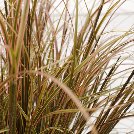 Uncinia rubra Everflame – Rotes Ziergras – Red Zegge – Garten - & Terrassenpflanze – Ø19cm – Höhe ca. 40cm – winterhart & dekorativ (Plant) kaufen bei Linkreich – Jetzt entdecken!
