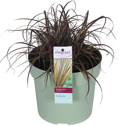 Uncinia rubra Everflame – Rotes Ziergras – Red Zegge – Garten - & Terrassenpflanze – Ø19cm – Höhe ca. 40cm – winterhart & dekorativ (Plant) kaufen bei Linkreich – Jetzt entdecken!
