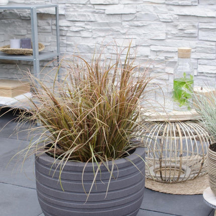 Uncinia rubra Everflame – Rotes Ziergras – Red Zegge – Garten - & Terrassenpflanze – Ø19cm – Höhe ca. 40cm – winterhart & dekorativ (Plant) kaufen bei Linkreich – Jetzt entdecken!