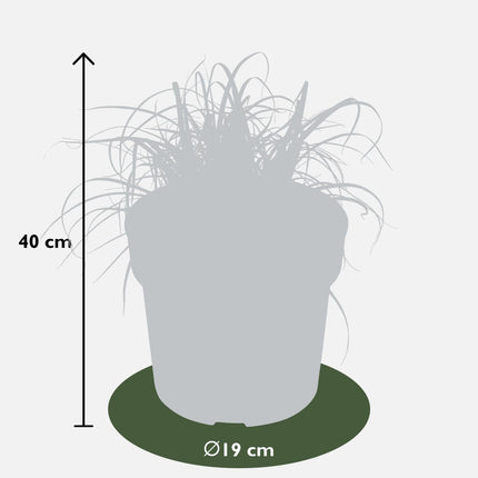 Uncinia rubra Everflame – Rotes Ziergras – Red Zegge – Garten - & Terrassenpflanze – Ø19cm – Höhe ca. 40cm – winterhart & dekorativ (Plant) kaufen bei Linkreich – Jetzt entdecken!