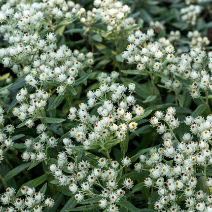 Perlkörbchen Anaphalis triplinervis – Silberlaub Staude für sonnige Beete & Steingarten – Insektenfreundlich & trockenheitsverträglich