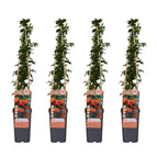 3 Pflanzen