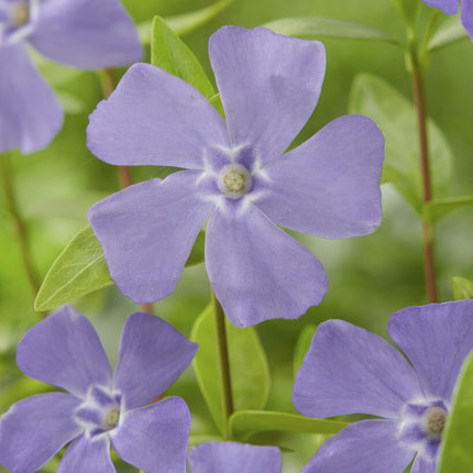 Vinca minor – ↕10-25cm – Ø9cm – Bodendecker – Blaue Blüten – Sonne & Schatten – Pflegeleicht & Robust