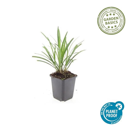 Lilientraube Liriope muscari 'Ingwersen' – ↕10-25cm – Ø9cm –, Immergrün, Violette Blüten, Winterhart, Pflegeleicht