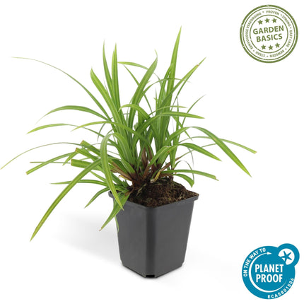 Grünblättrige Segge Carex morrowii 'Irish Green' – ↕10-25cm – Ø9cm – Immergrün – Pflegeleicht – Schattentauglich