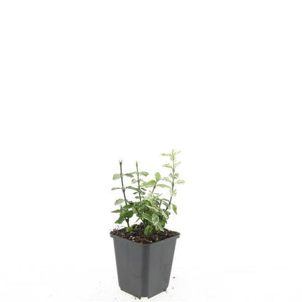 Kriechspindel – Euonymus fortunei 'Harlequin' – ↕10-25cm – Ø9cm – Buntlaub – Sonne & Schatten – Pflegeleicht – Winterhart