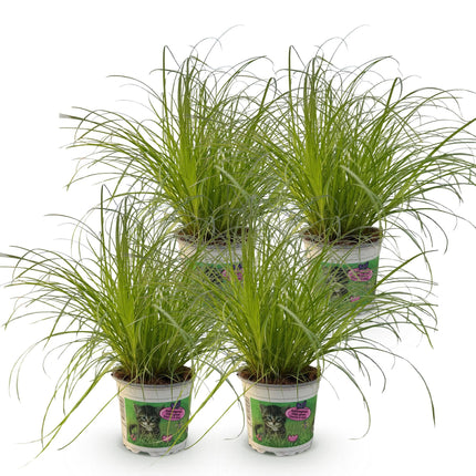 Cyperus alternifolius Zumula – Set – Ø12cm Höhe 28-30cm – Katzengras mit fächerförmigen Blättern – Haustierfreundliche Zimmerpflanze