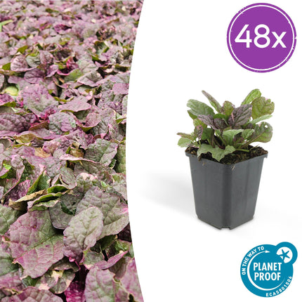 Kriechender Günsel Ajuga reptans 'Burgundy Glow' – ↕10-25cm – Ø9cm – Halbschatten & Schatten – Pflegeleicht