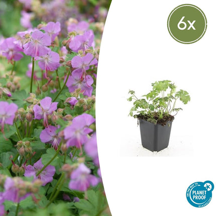 Storchschnabel Geranium cantabrigiense 'Cambridge' – ↕10-25cm – Ø9cm – Pflegeleicht