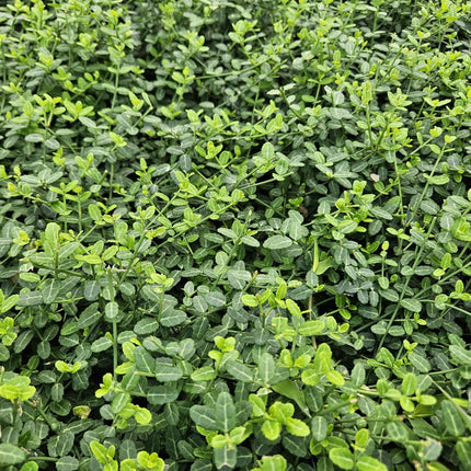 Kleinblättrige Teppichspindel – Euonymus fortunei 'Minimus' – ↕10-25cm – Ø9cm – Winterhart & Pflegeleicht – Herbstfärbung