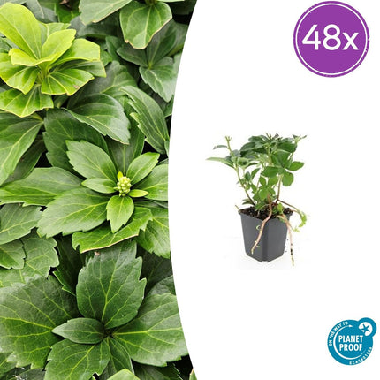 Pachysandra terminalis – ↕10-25cm – Ø9cm – Immergrün – Bodendecker – Schatten – Pflegeleicht – Japanischer Ysander