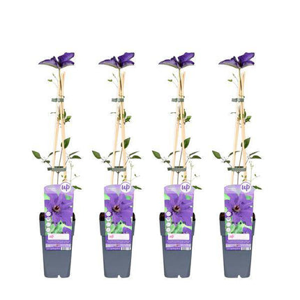 Waldrebe – Clematis 'The President' – Ø15cm – ↕65cm – Kletterpflanze mit violetten Blüten für Garten & Pergola