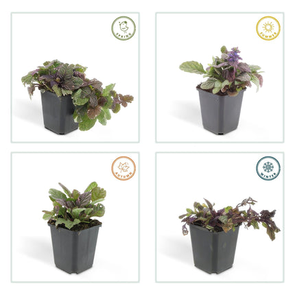 Kriechender Günsel Ajuga reptans 'Burgundy Glow' – ↕10-25cm – Ø9cm – Halbschatten & Schatten – Pflegeleicht