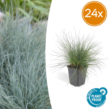 Blau – Schwingel – Festuca glauca 'Elijah Blue' – ↕10-25cm – Ø9cm – Ziergras – graues Gras – Pflegeleicht & Winterhart