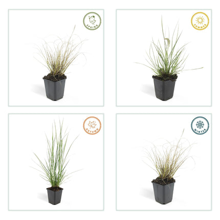 Pennisetum alopecuroides 'Hameln' – ↕10-25cm – Ø9cm – Ziergras – Sonnen – & Schattenverträglich – Pflegeleicht – Beete & Töpfe