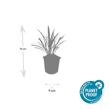 Lilientraube Liriope muscari 'Ingwersen' – ↕10-25cm – Ø9cm –, Immergrün, Violette Blüten, Winterhart, Pflegeleicht