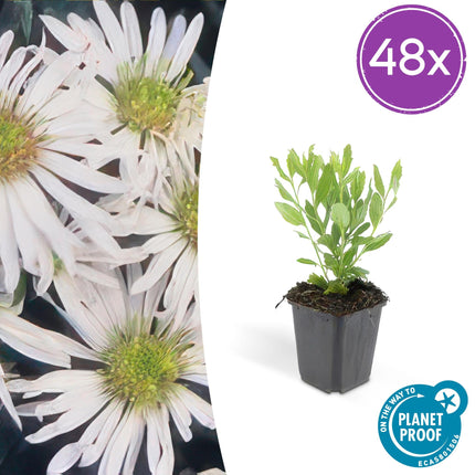 Wildaster Aster ageratoides 'Ashvi' – ↕10-25cm – Ø9cm – Weiße Herbstblüte – Pflegeleicht – Sonne