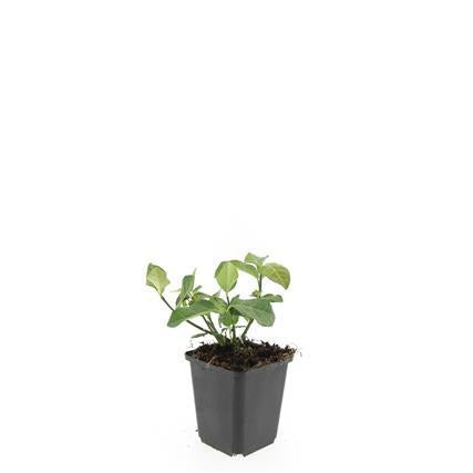 Spindelstrauch – Euonymus fortunei 'Dart's Blanket' – ↕10-25cm – Ø9cm – Schattentolerant – Winterhart – Pflegeleicht