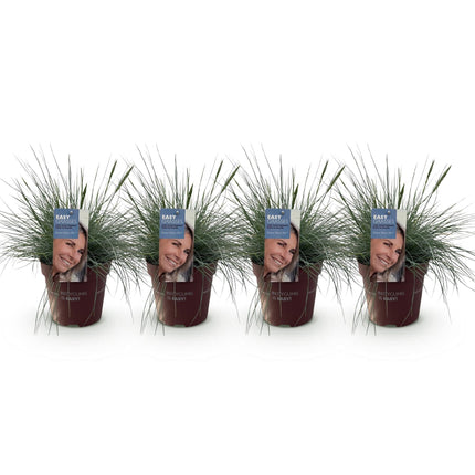 Blauschwingel Festuca glauca Intense Blue – Ø17cm – Immergrün – Pflegeleicht – Blaugrüne Ziergras – Höhe ca. 50cm