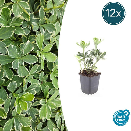 Schattengrün Pachysandra terminalis 'Variegata' – ↕10-25cm – Ø9cm – Cremeweiße Blätter