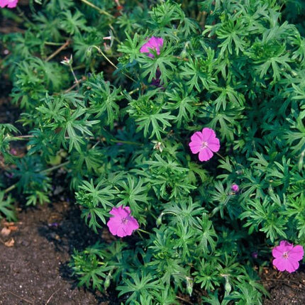 Blut – Storchschnabel Geranium 'Tiny Monster' – ↕10-25cm – Ø9cm – Kompakte, sommerblühende Staude für Beet, Kübel & Bodendecker