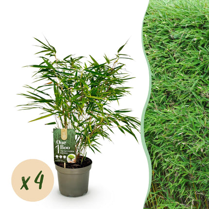 Bambus Fargesia rufa – Immergrün – Nicht ausbreitend – Grüner Bambus für Hecke, Garten & Terrasse – Ø17cm Höhe ca. 60cm