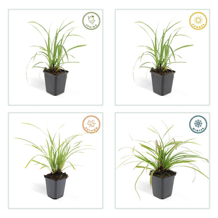 Weißrandige Segge Carex morrowii 'Ice Dance' – ↕10-25cm – Ø9cm – für Sonne & Schatten – Pflegeleicht