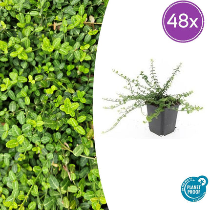 Kleinblättrige Teppichspindel – Euonymus fortunei 'Minimus' – ↕10-25cm – Ø9cm – Winterhart & Pflegeleicht – Herbstfärbung
