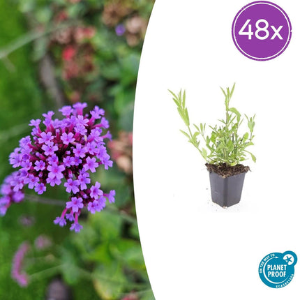Verbena bonariensis – ↕10-25cm – Ø9cm – Patagonisches Eisenkraut – Luftige Staude, bienenfreundlich & winterhart