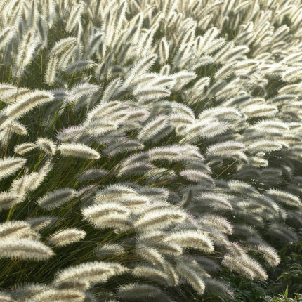 Pennisetum alopecuroides 'Hameln' – ↕10-25cm – Ø9cm – Ziergras – Sonnen – & Schattenverträglich – Pflegeleicht – Beete & Töpfe