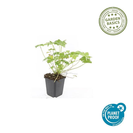 Blut – Storchschnabel Geranium 'Tiny Monster' – ↕10-25cm – Ø9cm – Kompakte, sommerblühende Staude für Beet, Kübel & Bodendecker