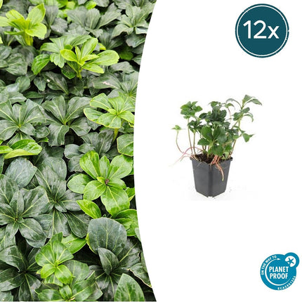 Schattengrün Pachysandra terminalis 'Green Sheen' – ↕10-25cm – Ø9cm – Pflegeleicht & Winterhart