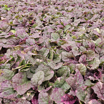 Kriechender Günsel Ajuga reptans 'Burgundy Glow' – ↕10-25cm – Ø9cm – Halbschatten & Schatten – Pflegeleicht