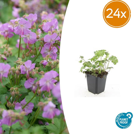 Storchschnabel Geranium cantabrigiense 'Cambridge' – ↕10-25cm – Ø9cm – Pflegeleicht