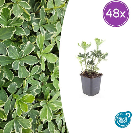 Schattengrün Pachysandra terminalis 'Variegata' – ↕10-25cm – Ø9cm – Cremeweiße Blätter