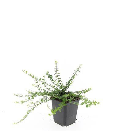 Kleinblättrige Teppichspindel – Euonymus fortunei 'Minimus' – ↕10-25cm – Ø9cm – Winterhart & Pflegeleicht – Herbstfärbung