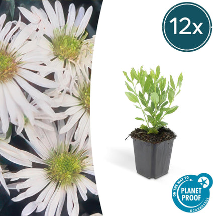 Wildaster Aster ageratoides 'Ashvi' – ↕10-25cm – Ø9cm – Weiße Herbstblüte – Pflegeleicht – Sonne