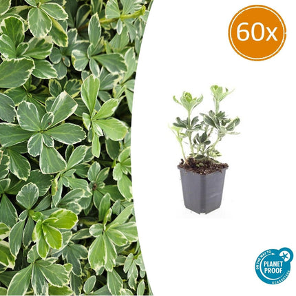 Schattengrün Pachysandra terminalis 'Variegata' – ↕10-25cm – Ø9cm – Cremeweiße Blätter