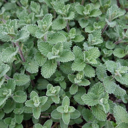 Nepeta faassenii Katzenminze – Ø9cm – Höhe 10-25cm – Lavendelblaue Blüten – Winterharte Staude – Für Beet, Rabatte & Bienenweide