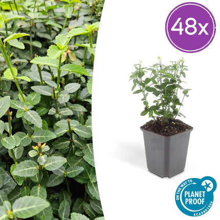 Immergrüne Kriechspindel – Euonymus fortunei radicans – ↕10-25cm – Ø9cm – Pflegeleicht & Winterhart – Garten, Beete & Zäune