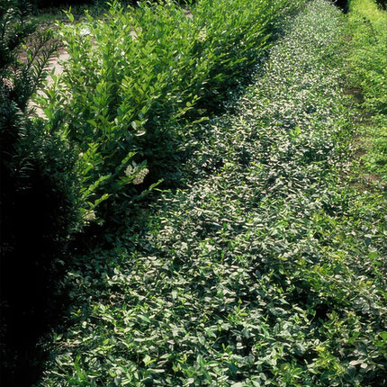 Immergrüne Kriechspindel – Euonymus fortunei radicans – ↕10-25cm – Ø9cm – Pflegeleicht & Winterhart – Garten, Beete & Zäune