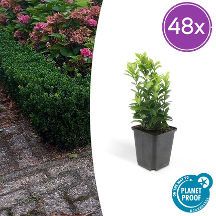 Euonymus japonicus 'Green Spire' – Immergrüner Heckenstrauch – ↕10–25cm – Ø9cm – Kompakter Buchsbaum-Ersatz – Pflegeleicht & schnittverträglich – Für Hecken & Beete