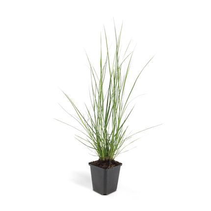 Pennisetum alopecuroides 'Hameln' – ↕10-25cm – Ø9cm – Ziergras – Sonnen – & Schattenverträglich – Pflegeleicht – Beete & Töpfe