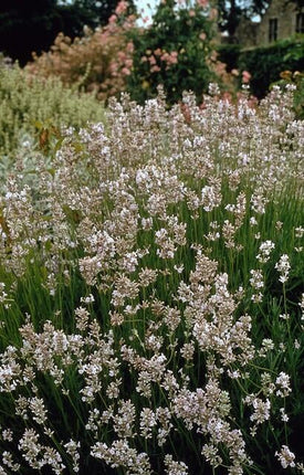 Lavendel Lavandula int. 'Edelweiss' – ↕10-25cm – Ø9cm – Weiße Blüten, Bienen – & Schmetterlingsfreundlich, Winterhart