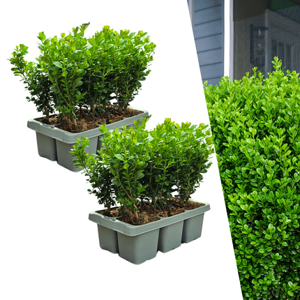 Buchsbaum – Buxus NewGen Freedom – Ø7cm – ca. 15cm hoch – winterhart & pilzresistent – ideal für Hecken & Formschnitt