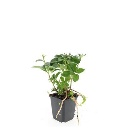 Pachysandra terminalis – ↕10-25cm – Ø9cm – Immergrün – Bodendecker – Schatten – Pflegeleicht – Japanischer Ysander