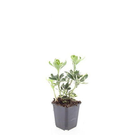 Schattengrün Pachysandra terminalis 'Variegata' – ↕10-25cm – Ø9cm – Cremeweiße Blätter